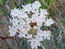 Wild carrot