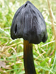 Blackening waxcap - black