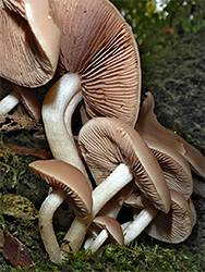 Chestnut brittlestem - stems