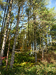 Conifer woodland