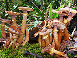 Honey fungus