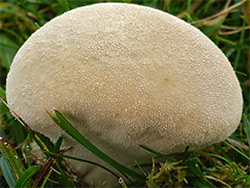 Meadow puffball