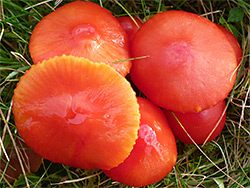 Scarlet waxcap