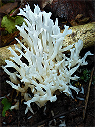 White coral fungus