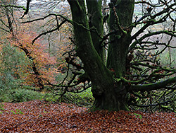 Ancient beech