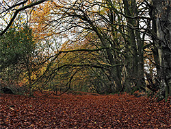 Spreading branches