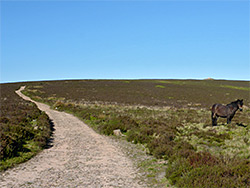 Horse by the path