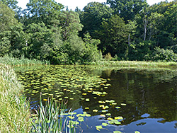 Lily pads