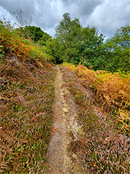 Ferns and heather