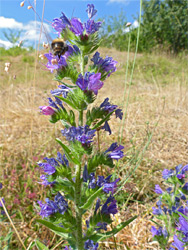 Viper's bugloss