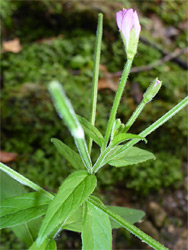 American willowherb