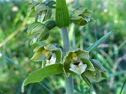 Broad-leaved helleborine