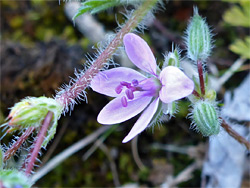 Common stork's-bill