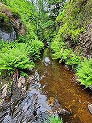 Fern-lined stream