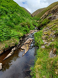 Stream through the ravine