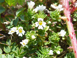 Eyebright