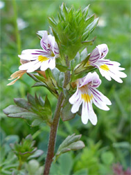 Eyebright