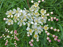 Fern-leaf dropwort