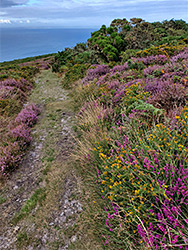 Heather by the path