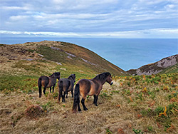 Three ponies