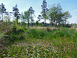 Line of trees