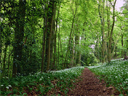 Woodland path