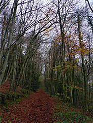 Leaves along a track