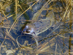 Frog in a pool