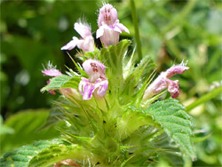 Galeopsis tetrahit