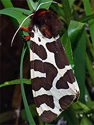 Garden tiger