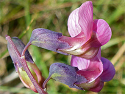 Bitter vetch