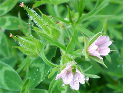 Cut-leaved crane's bill