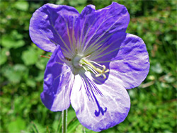 Meadow cranesbill