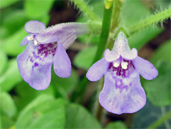 Ground ivy