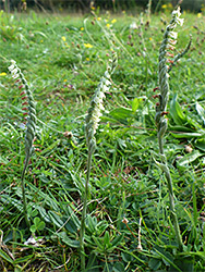 Three orchid stems