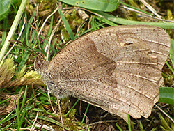 Meadow brown