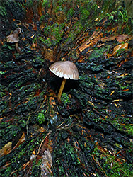 Mushroom and tree