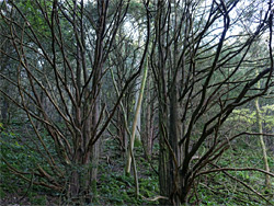 Leafless branches