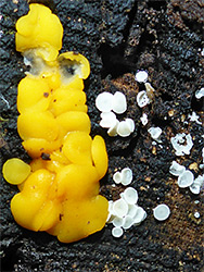 Yellow and white cups