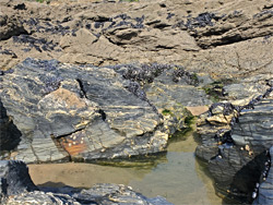 Rock pool