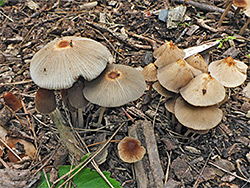 Golden-haired inkcap