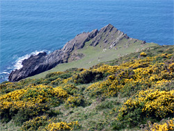 Gorse bushes