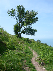 Lone tree