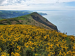 Gorse