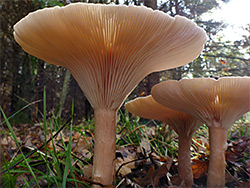 Clouded funnel - stipe