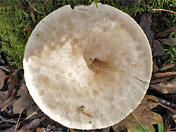 Clouded funnel - cap