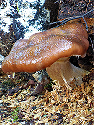 Honey fungus - stipe