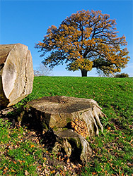 Felled tree