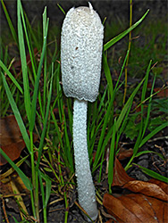 Hare's-foot inkcap