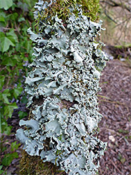 Lichen